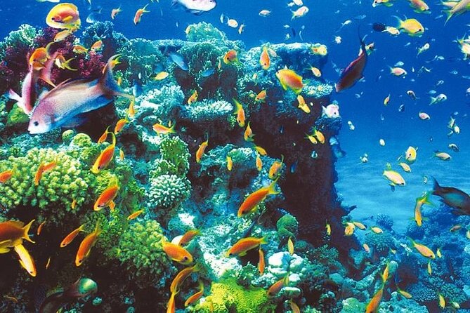 c9 (2) Snorkeling trip to the blue hole - الصورة 1