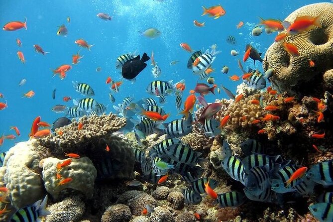f0 Ras Mohamed national park by boat - الصورة 1